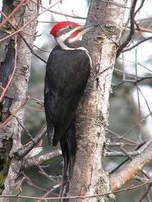 the biggest woodpecker